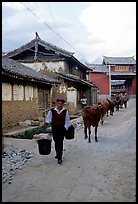 Through village streets with the cows. Baisha, Yunnan, China