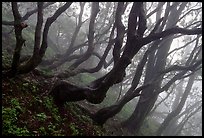 Twisted trees on hillside. Emei Shan, Sichuan, China ( color)