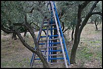 Ladders in olive tree orchard, Les Baux-de-Provence. Provence, France