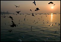 Multitude of birds flying in front of sunrise over harbor. Mumbai, Maharashtra, India