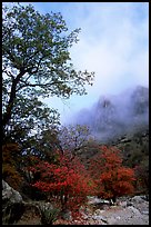 Autumn colors, wash, and clearing clouds, Pine Spring Canyon. Guadalupe Mountains National Park ( color)