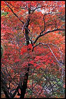 Tree with autumn foliage, Pine Spring Canyon. Guadalupe Mountains National Park ( color)