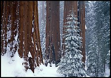 Sequoias in winter snow storm, Grant Grove. Kings Canyon National Park, California, USA.
