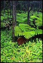 Hawaiian rain forest ferns and trees. Hawaii Volcanoes National Park, Hawaii, USA.