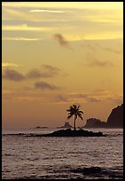Coconut tree on islet, Leone Bay, sunset. Tutuila, American Samoa ( color)