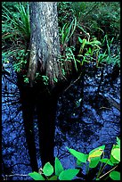 Large cypress reflected in swamp. Florida, USA ( color)