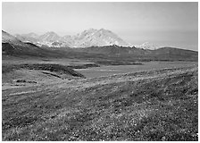 Tundra and Mt Mc Kinley from Eielson. Denali National Park ( black and white)