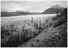 Late wildflowers, trees in autumn colors, and Root Glacier. Wrangell-St Elias National Park ( black and white)