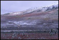 Dusting of snow and tundra fall colors. Denali National Park ( color)