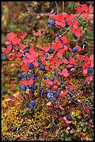 Blueberries in the fall. Denali National Park ( color)