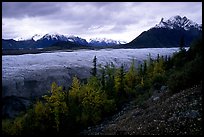 Fall colors, Mt Donoho above Root glacier. Wrangell-St Elias National Park, Alaska, USA.