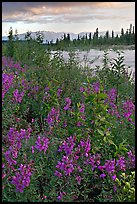 Fireweed near an arm of the Kennicott River, sunset. Wrangell-St Elias National Park ( color)