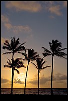 Cocunut trees, sunrise, Kapaa. Kauai island, Hawaii, USA