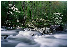 Middle Prong of the Little River,  Great Smoky Mountains National Park.  ( )