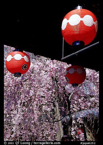 Lanterns and flowering sakura (cherry blossoms), Gion. Kyoto, Japan