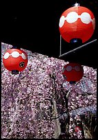 Lanterns and flowering sakura (cherry blossoms), Gion. Kyoto, Japan (color)
