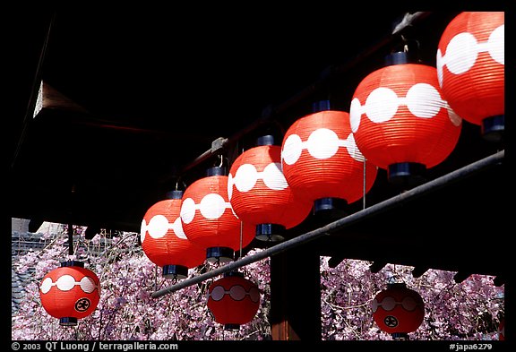 Lanterns and cherry blooms. Kyoto, Japan
