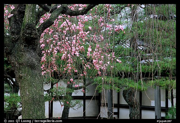 Cherry blossoms, pine tree, and temple wall, Sanjusangen-do Temple. Kyoto, Japan (color)