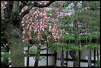 Cherry blossoms, pine tree, and temple wall, Sanjusangen-do Temple. Kyoto, Japan