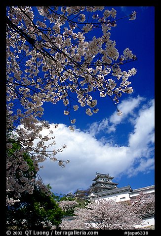 Cherry blooms and castle. Himeji, Japan
