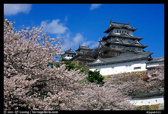 Blooming cherry tree and castle. Himeji, Japan (color)