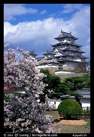 Blossoming cherry tree and castle. Himeji, Japan (color)