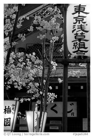 Lanterns and cherry blossoms on Nakamise-dori, Asakusa. Tokyo, Japan (black and white)