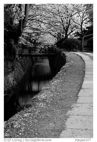 Tetsugaku-no-Michi (Path of Philosophy), a route beside a canal lined with cherry trees. Kyoto, Japan