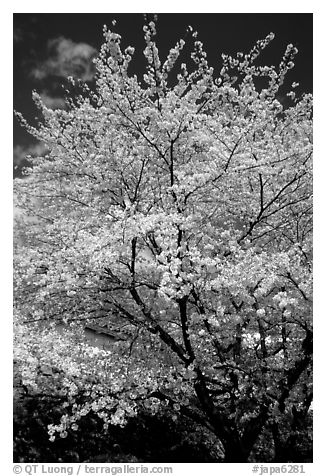 Sakura: flowering cherry tree. Kyoto, Japan (black and white)