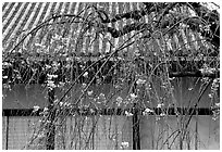 Temple walls and cherry tree in bloom. Kyoto, Japan ( black and white)
