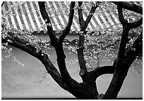 Trunk of cherry tree and temple wall. Kyoto, Japan ( black and white)