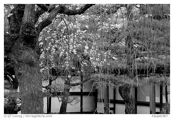 Cherry blossoms, pine tree, and temple wall, Sanjusangen-do Temple. Kyoto, Japan (black and white)