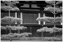 Pines and wooden walls, Sanjusangen-do Temple. Kyoto, Japan ( black and white)