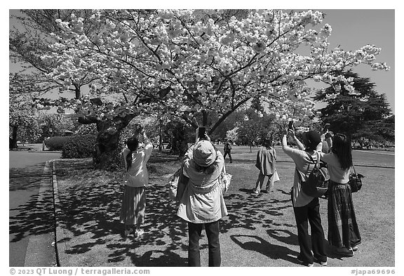 Visitors taking pictures of cherry tree in bloom, Shinjuku Gyoen National Garden. Tokyo, Japan (black and white)