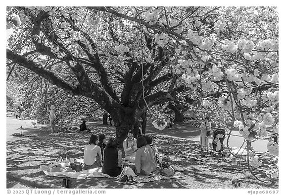 Gathering under cherry tree in bloom, Shinjuku Gyoen National Garden. Tokyo, Japan (black and white)