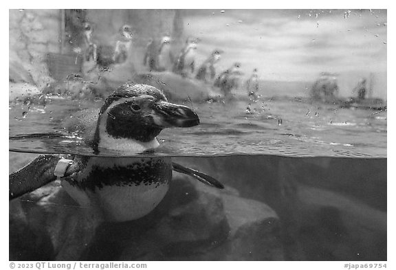 Penguin swiming, Enoshima Aquarium. Fujisawa, Japan (black and white)