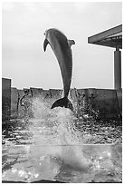 Dolphin jumping during show, Enoshima Aquarium. Fujisawa, Japan ( black and white)