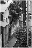 Wooden house with tree through roof. Fujisawa, Japan ( black and white)