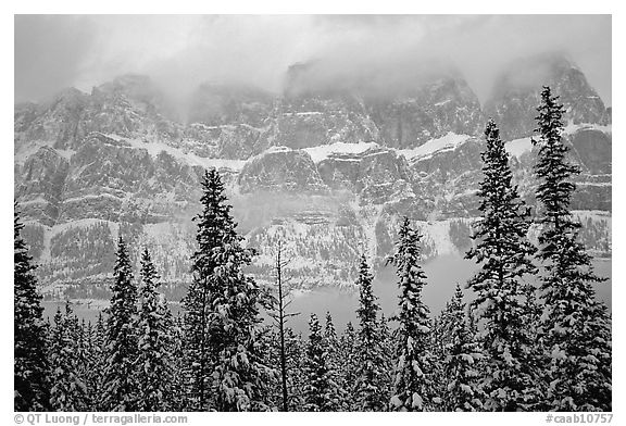 Conifers and steep rock face in winter. Banff National Park, Canadian Rockies, Alberta, Canada (black and white)