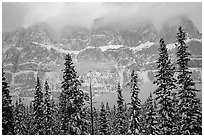 Conifers and steep rock face in winter. Banff National Park, Canadian Rockies, Alberta, Canada (black and white)