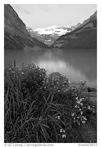 Yellow flowers, Victoria Peak, and green-blue Lake Louise, dawn. Banff National Park, Canadian Rockies, Alberta, Canada (black and white)
