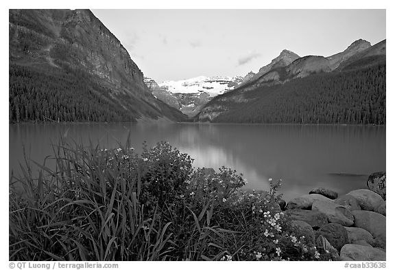 Yellow flowers, Victoria Peak, and Lake Louise, dawn. Banff National Park, Canadian Rockies, Alberta, Canada (black and white)
