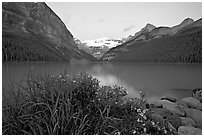Yellow flowers, Victoria Peak, and Lake Louise, dawn. Banff National Park, Canadian Rockies, Alberta, Canada ( black and white)