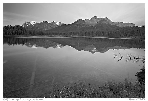 Bow range reflected in Herbert Lake, dawn. Banff National Park, Canadian Rockies, Alberta, Canada (black and white)