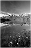 Yellow flowers and Bow range reflected in Herbert Lake, early morning. Banff National Park, Canadian Rockies, Alberta, Canada (black and white)