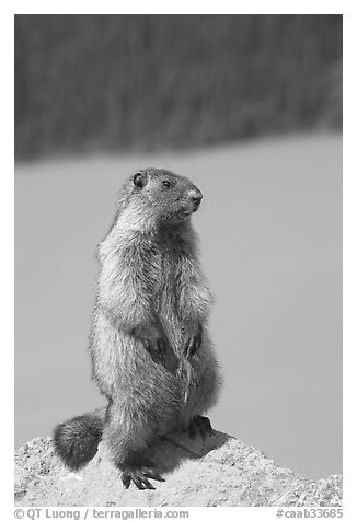 Marmot standing. Banff National Park, Canadian Rockies, Alberta, Canada (black and white)