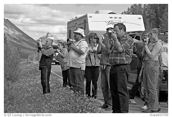 Tourists lined up on Icefields Parkway to photograph wildlife. Jasper National Park, Canadian Rockies, Alberta, Canada (black and white)