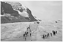 Groups of people amongst glacier and peaks. Jasper National Park, Canadian Rockies, Alberta, Canada (black and white)