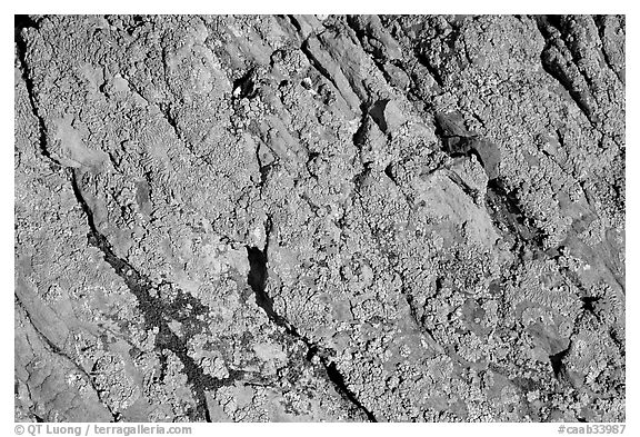 Detail of lichen on rock, Dinosaur Provincial Park. Alberta, Canada (black and white)