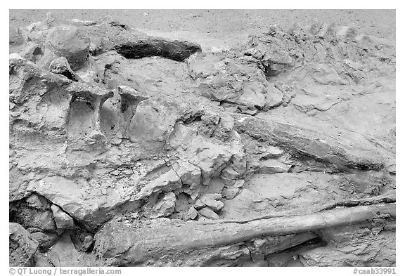Dinosaur bones, Dinosaur Provincial Park. Alberta, Canada (black and white)